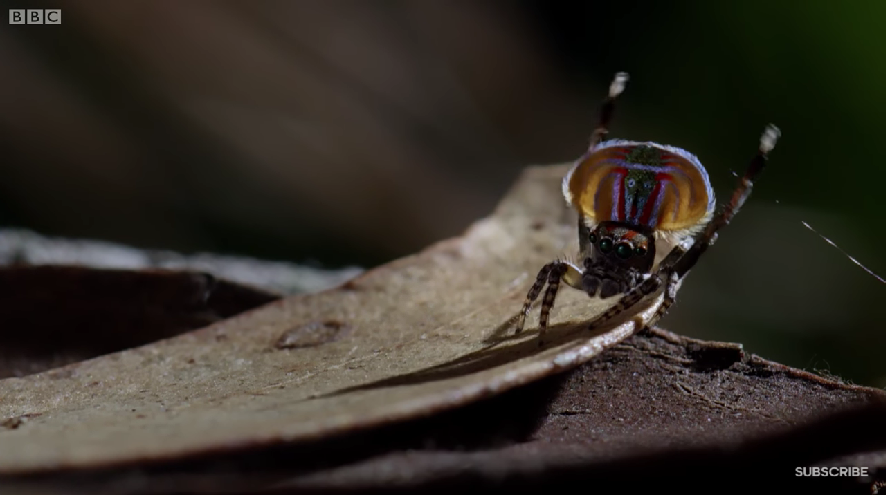 Cortejo sexual en aracnidos
