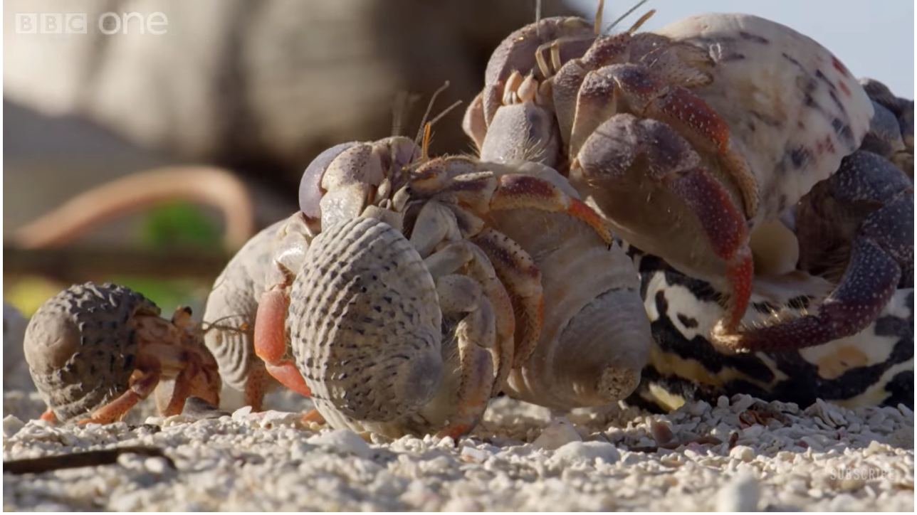 Asociacion de Cangrejos Hermita�0�9os en busqueda de nuevas conchillas donde vivir