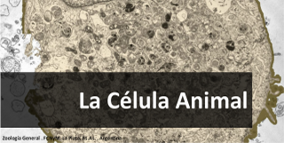 celula animal
