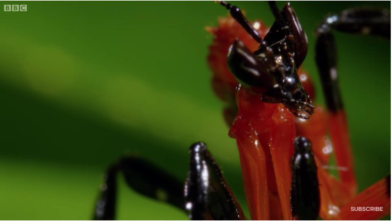 Comportamiento defensivo de Mantis ante una ara�0�9a Salticidae