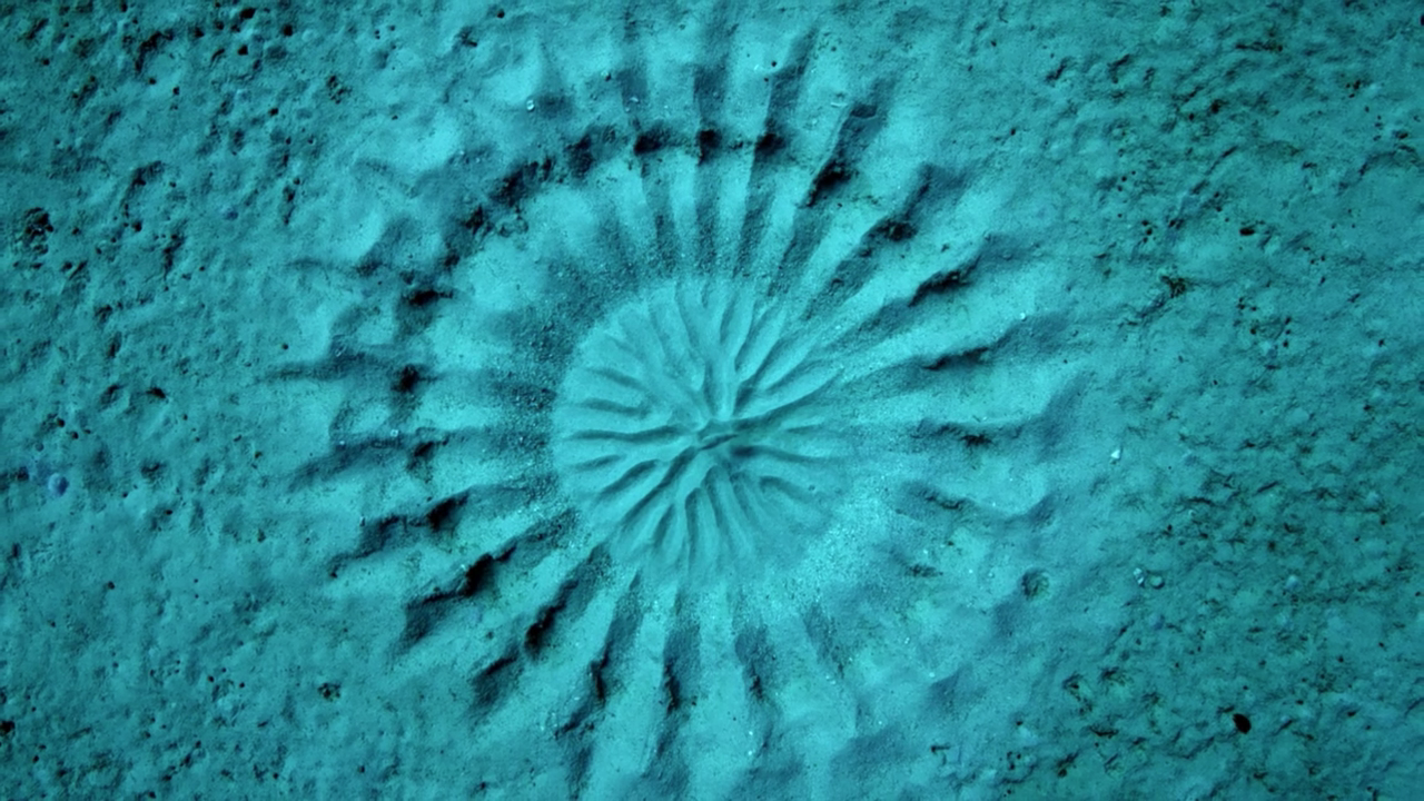 Cortejo sexual de un Pez Globo