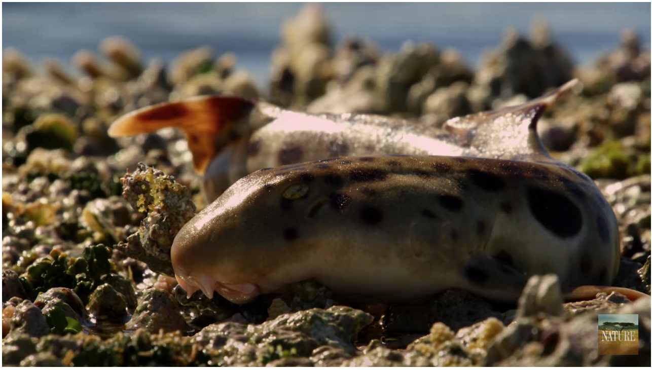 Tiburon que puede soportar 1 hora fueradel agua
